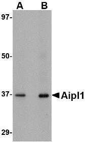 Antibody product image